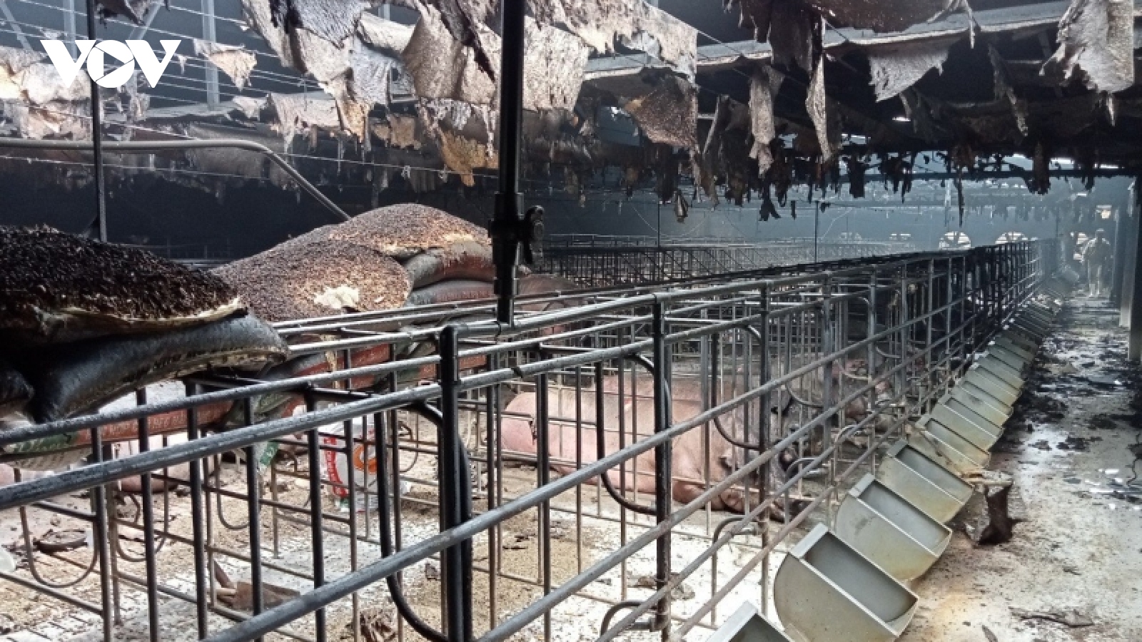 Hỏa hoạn tại trang trại ở Hải Dương khiến 400 con lợn bị chết cháy